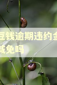 豆豆钱逾期违约金可以减免吗