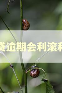 网贷逾期会利滚利吗 网贷逾期会利滚利吗