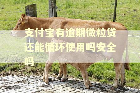 支付宝有逾期微粒贷还能循环使用吗安全吗