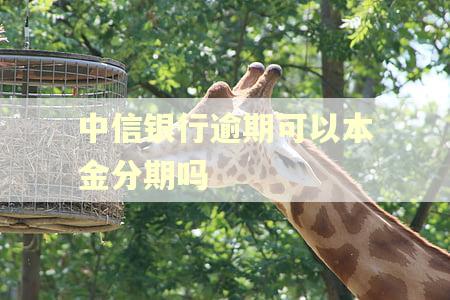 中信银行逾期可以本金分期吗