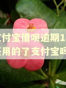 支付宝借呗逾期1年还用的了支付宝吗