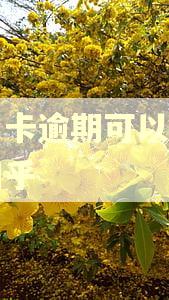 信用卡逾期可以出国吗知乎 信用卡逾期可以出国吗知乎