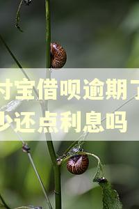 支付宝借呗逾期了可以少还点利息吗