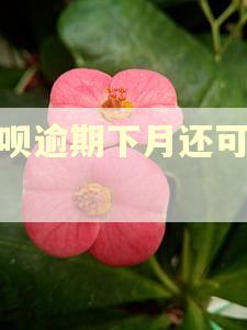 花呗逾期下月还可以吗