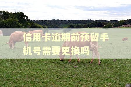 信用卡逾期前预留手机号需要更换吗