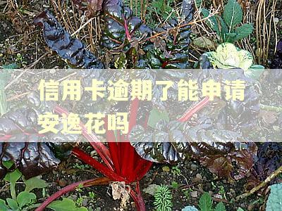 信用卡逾期了能申请安逸花吗