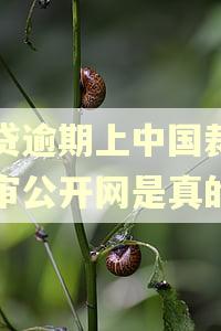 网贷逾期上中国裁判庭审公开网是真的吗