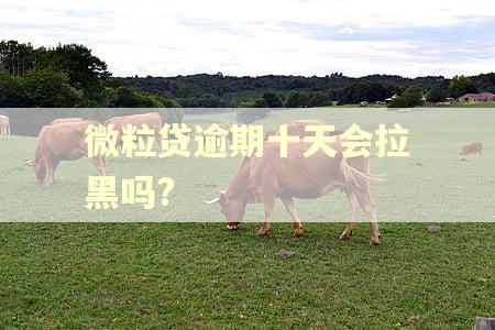微粒贷逾期十天会拉黑吗? 微粒贷逾期十天会拉黑吗?