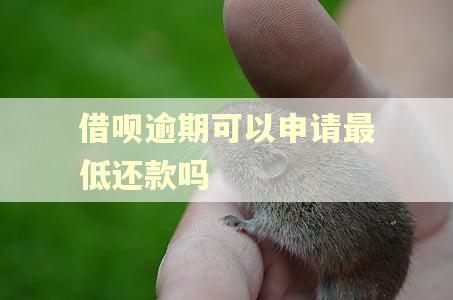 借呗逾期可以申请最低还款吗