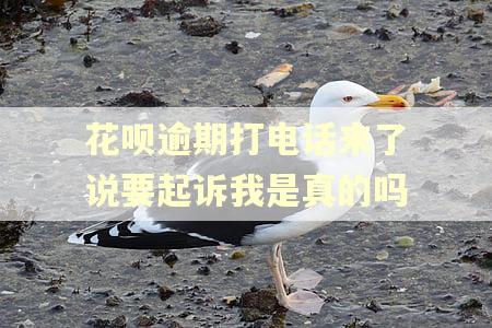 花呗逾期打电话来了说要起诉我是真的吗
