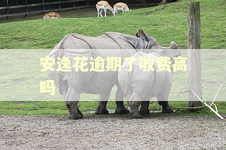 安逸花逾期了收费高吗