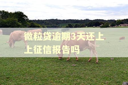 微粒贷逾期3天还上上征信报告吗