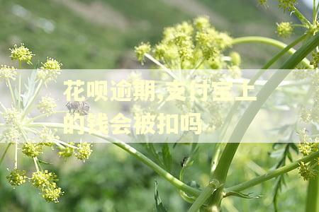 花呗逾期,支付宝上的钱会被扣吗 花呗逾期,支付宝上的钱会被扣吗