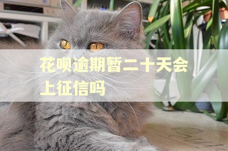 花呗逾期暂二十天会上征信吗