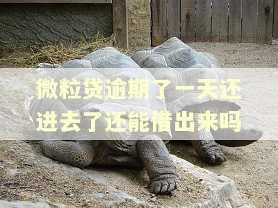 微粒贷逾期了一天还进去了还能借出来吗