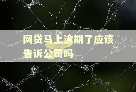 网贷马上逾期了应该告诉公司吗