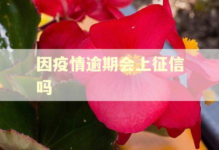 因疫情逾期会上征信吗