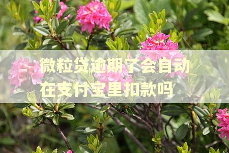 微粒贷逾期了会自动在支付宝里扣款吗