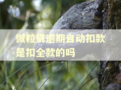 微粒贷逾期自动扣款是扣全款的吗