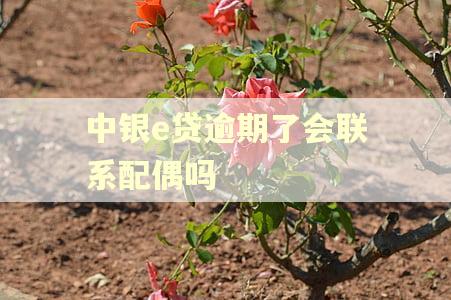 中银e贷逾期了会联系配偶吗