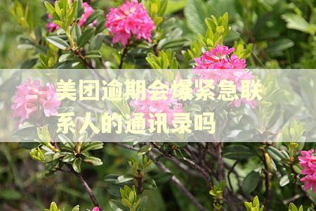 美团逾期会爆紧急联系人的通讯录吗