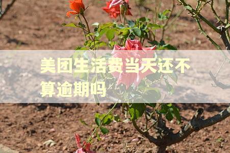 美团生活费当天还不算逾期吗