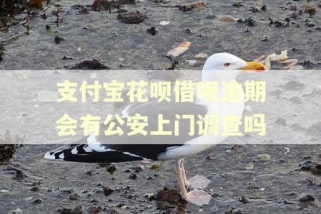 支付宝花呗借呗逾期会有公安上门调查吗