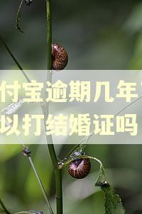 支付宝逾期几年了,可以打结婚证吗
