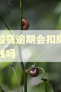 微粒贷逾期会扣房贷的钱吗