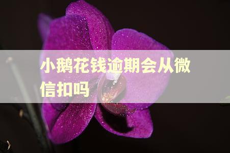 小鹅花钱逾期会从微信扣吗