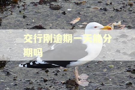 交行刚逾期一天能分期吗