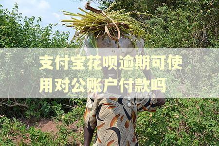 支付宝花呗逾期可使用对公账户付款吗