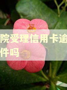 法院受理信用卡逾期案件吗