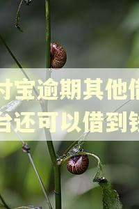支付宝逾期其他借款平台还可以借到钱吗