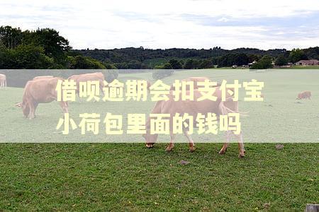 借呗逾期会扣支付宝小荷包里面的钱吗
