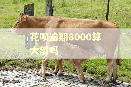 花呗逾期8000算大额吗 花呗逾期8000算大额吗