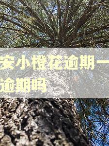 平安小橙花逾期一天算逾期吗