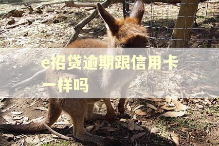 e招贷逾期跟信用卡一样吗