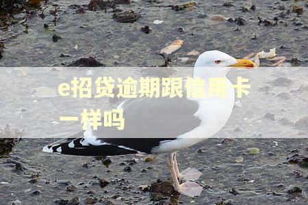 e招贷逾期跟信用卡一样吗