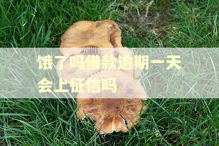 饿了吗借款逾期一天会上征信吗