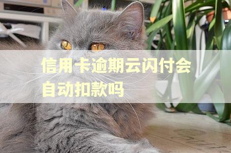信用卡逾期云闪付会自动扣款吗