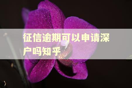 征信逾期可以申请深户吗知乎