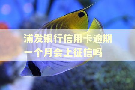 浦发银行信用卡逾期一个月会上征信吗 浦发银行信用卡逾期一个月会上征信吗