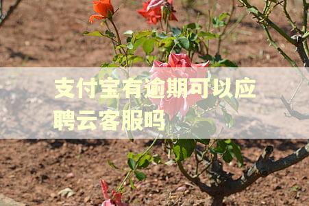 支付宝有逾期可以应聘云客服吗