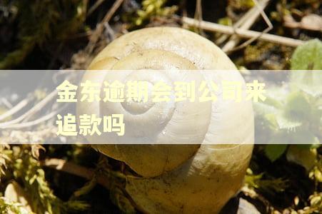 金东逾期会到公司来追款吗