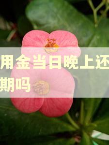 备用金当日晚上还算逾期吗 备用金当日晚上还算逾期吗
