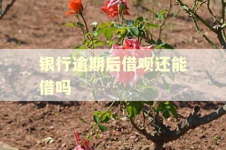 银行逾期后借呗还能借吗