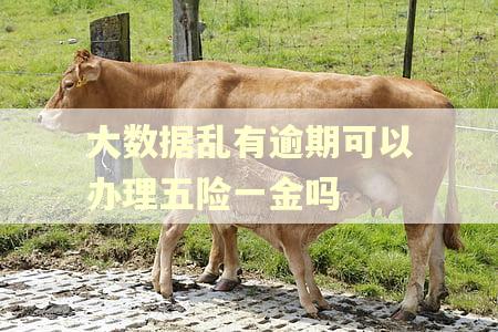 大数据乱有逾期可以办理五险一金吗