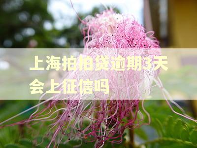上海拍拍贷逾期3天会上征信吗