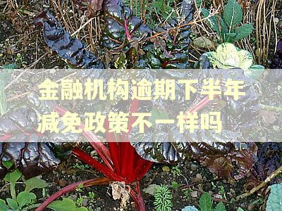 金融机构逾期下半年减免政策不一样吗